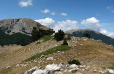 Buonvicino
