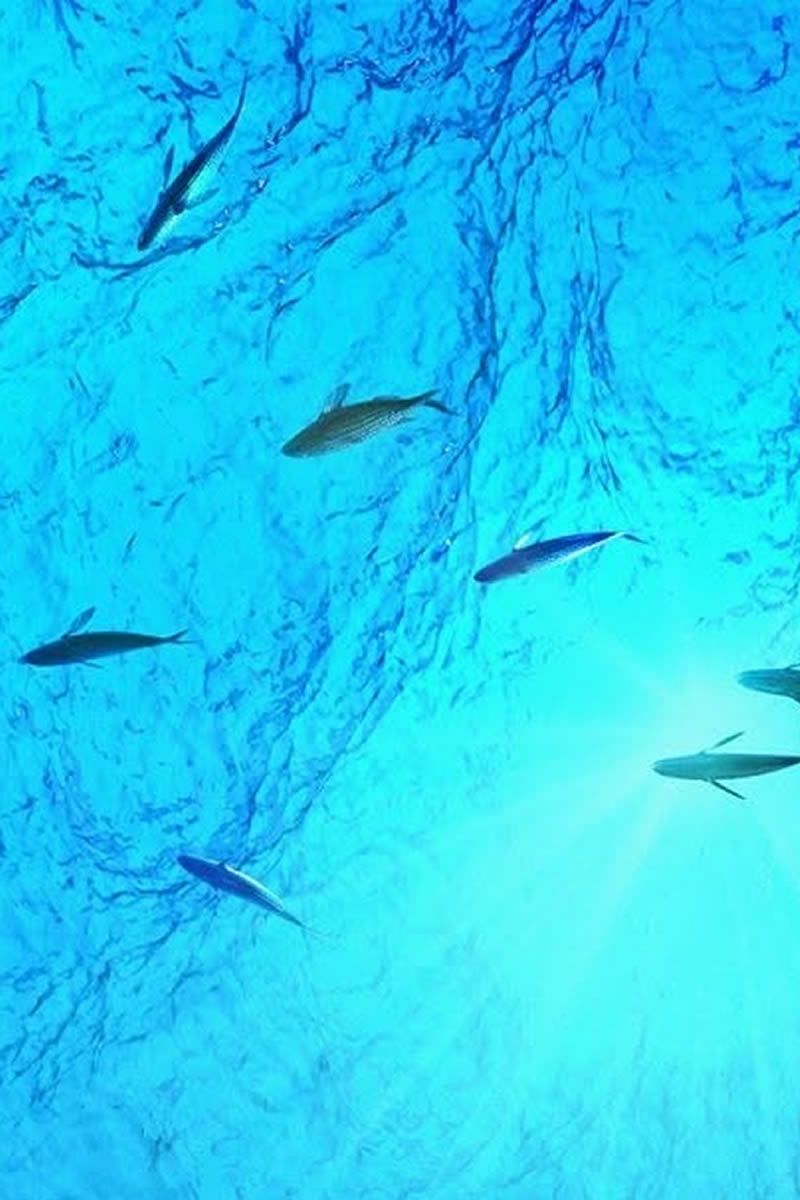 Acquario Multimediale